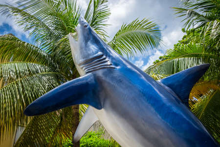 Grand Cayman, Cayman Islands, July 2020, close up on a shark statue by Guy Harvey a store and art gallery in George Townのeditorial素材