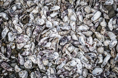 Close up of opened Oyster shells, Cancale Oyster Farm, Brittany, Franceの写真素材