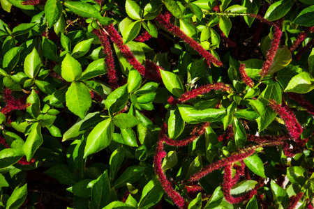 Close-up of Love Lies Bleeding flowers in Grand Cayman, Cayman Islandsの写真素材