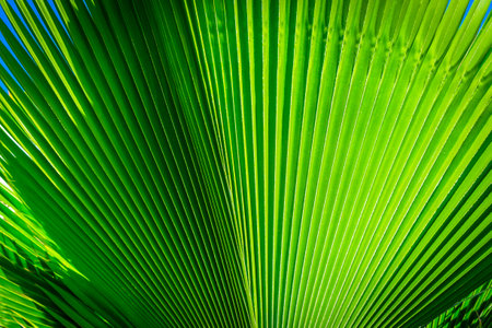 Close up of a Guadalupe Palm Leaf in Grand Caymanの写真素材