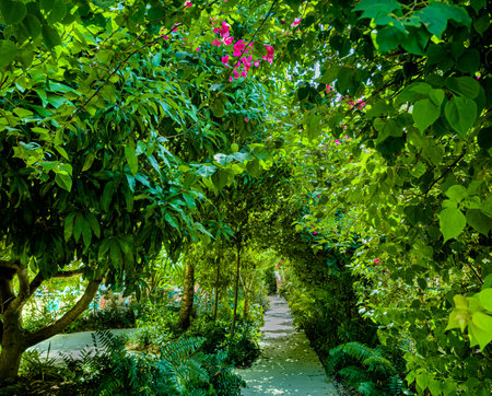 View of a path going through a green tunnel made of tropical vegetation in Grand Caymanの写真素材