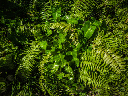 Close up view of Fern and Anthuriums Leaves in Grand Caymanの写真素材