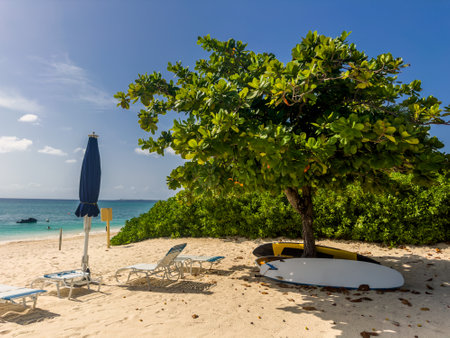 View of some surfboards under a tree on Seven Mile Beach by the Caribbean Seaの写真素材