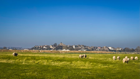 View of a Rye Landscape with sheep grazing in a field, East Sussex, Englandの写真素材