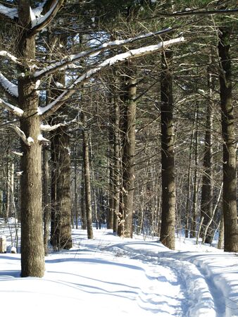 Snow pathの写真素材