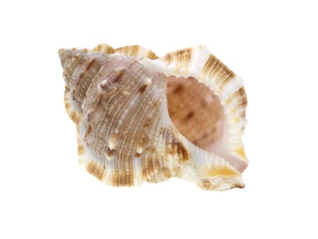Sea shell macro view