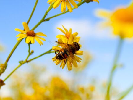 Busy bee on flower