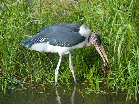 Marabou Storkの写真素材