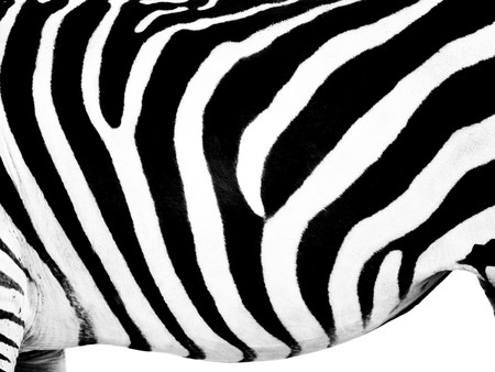 Zebra belly wallpaper on pure white backgroundの写真素材