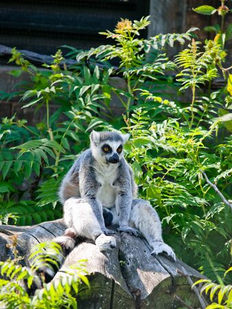 Sitting lemur on big tree in zoo