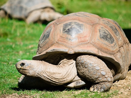 Big turtle in the grassの写真素材