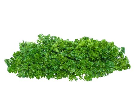 Fresh parsley bunch on oure white backgroundの写真素材