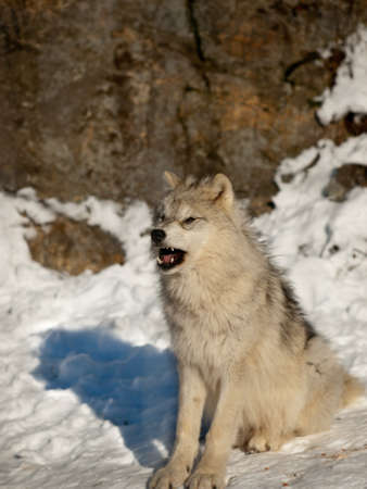 Young wolf pup showing his teeth sitting in the snowの写真素材