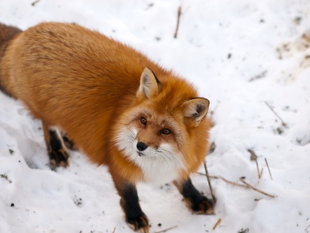 Wild red fox in snow looking a sideの写真素材