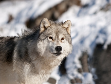 Alpha male arctic wolf watching in snowの写真素材
