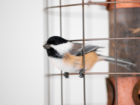 Great tit bird on feeder in winterの写真素材
