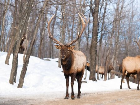 Reindeer alpha male with giant antlers in park during winterの写真素材
