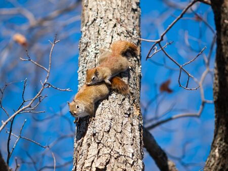 American red squirrels matting on a tree in natural environmentの写真素材