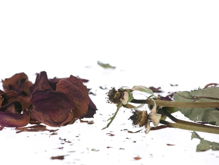 Broken dried faded roses on pure white backgroundの写真素材
