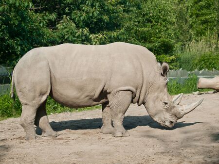 Big dangerous rhinoceros in the zoo of quebecの写真素材