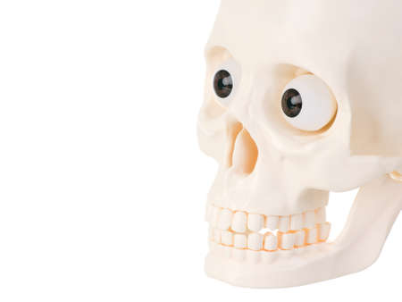 Plastic human skull  isolated on white background.の写真素材
