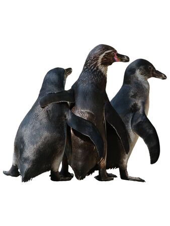 Mother penguin trio bodies isolated on pure white backgroundの写真素材