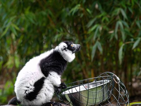 Black and white lemur looking up at the zooの写真素材