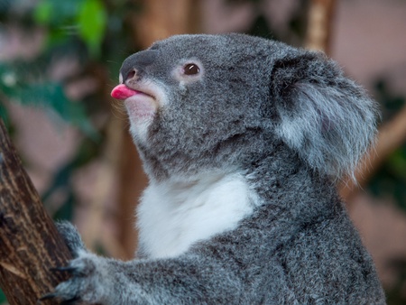 Funny koala bear showing his tongue at the zooの写真素材