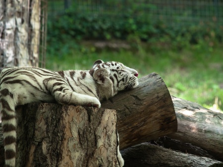 Baby siberian tiger resting on tree trunk at the zooの写真素材