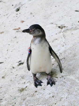 Black and white penguinの写真素材