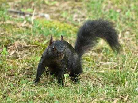 black squirrel in the grassの写真素材