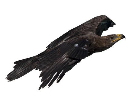 Pomarin Eagle flying isolated on white backgroundの写真素材