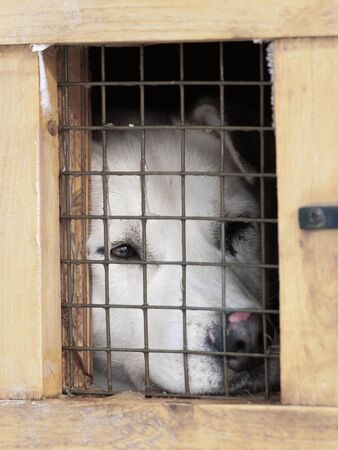 White dog in the little box cageの写真素材