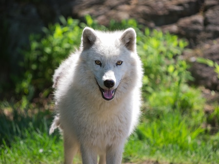 Arctic wolf standing with open mouth in summerの写真素材