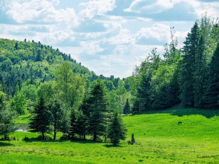 Landscape with deer in the mountain wilderness during summerの写真素材