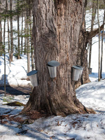 Maple tree with traditionnal bucketsの写真素材