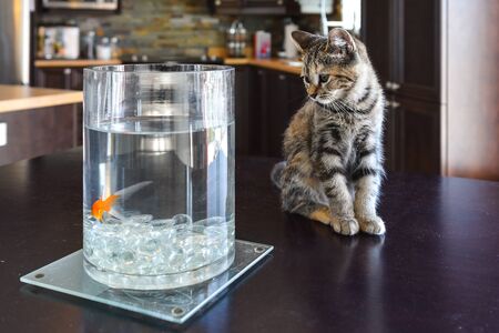 Brown Marble Tabby kitten watching goldfish on kitchen table