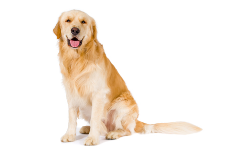 Golden Retriever adult sitting smiling at camera isolated on white backgroundの写真素材