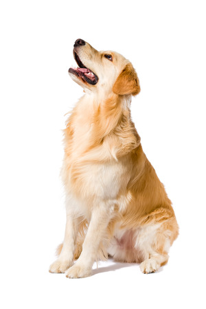Golden Retriever adult sitting looking up side view isolated on white backgroundの写真素材