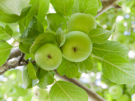 Green apples on branchの写真素材