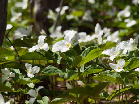 White Trillium flowers on forest groundの写真素材