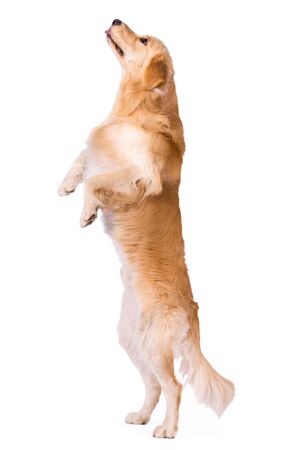 Golden Retriever standing showing tongue isolated on white backgroundの写真素材