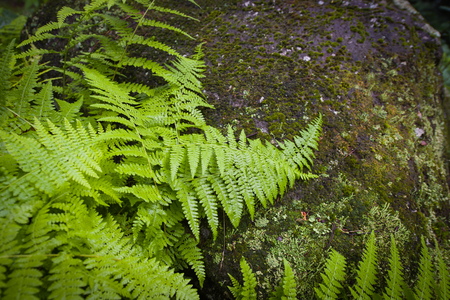 Soft Ferns on mossy rock close-upの写真素材