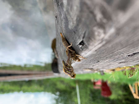 Dragonfly Nymphs most into their adult form on the side of a dock.の写真素材