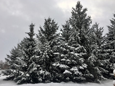 In a winter wonderland a group of pine trees are covered in freshly fallen snow.の写真素材