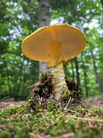 A mushroom grows up through the mossy forest ground.の写真素材