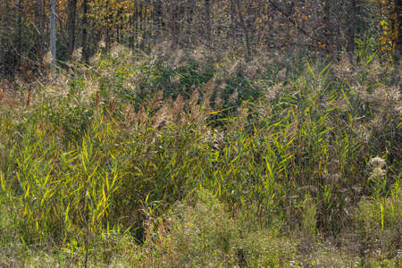Tall wild grass grows in a field.の写真素材