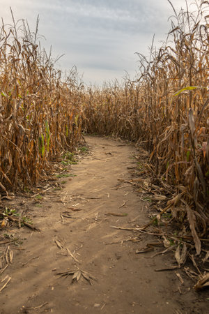 A dirt path leads through a field of corn.の写真素材