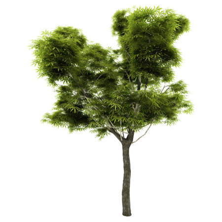 Tree isolated on a white backgroundの写真素材