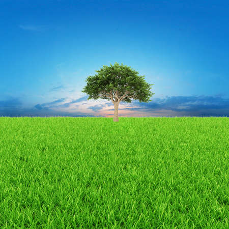 3d rendering of a green field with treeの写真素材